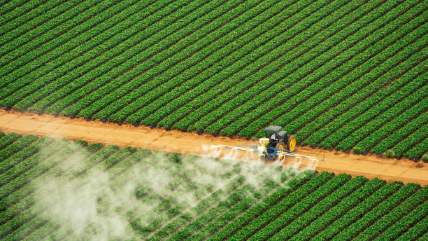 Best Termite Control Services  in Elgin, IL